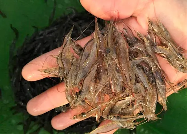 Central American fish and seafood companies ready for the European market